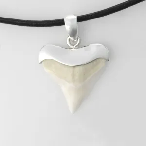 Bull Shark Tooth Necklace s17