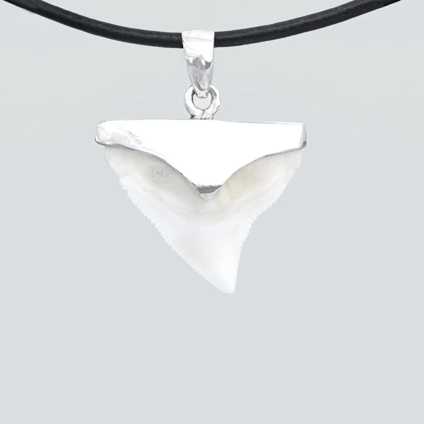 Bull Shark Tooth Necklace s9