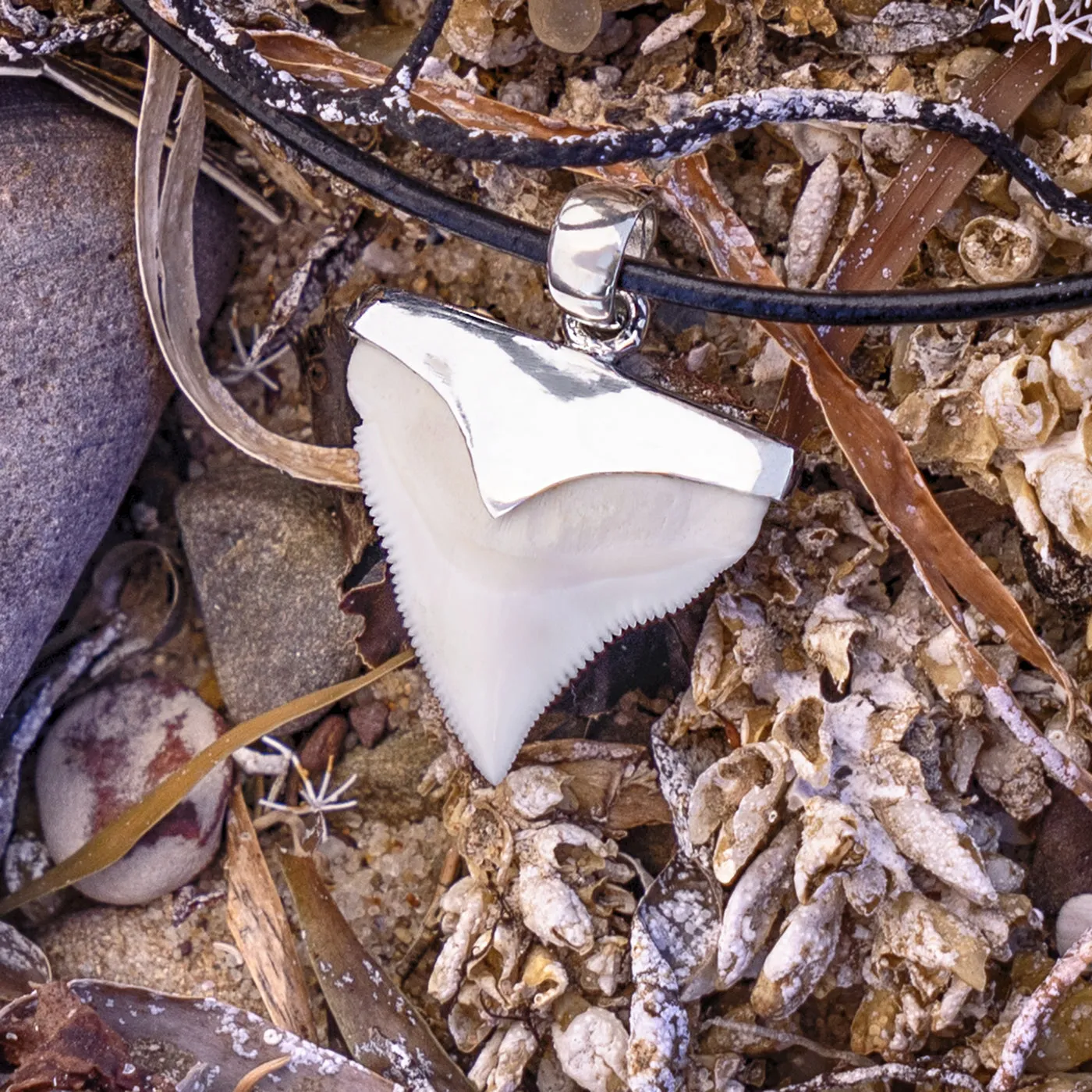 Bull Shark Tooth Necklace s9