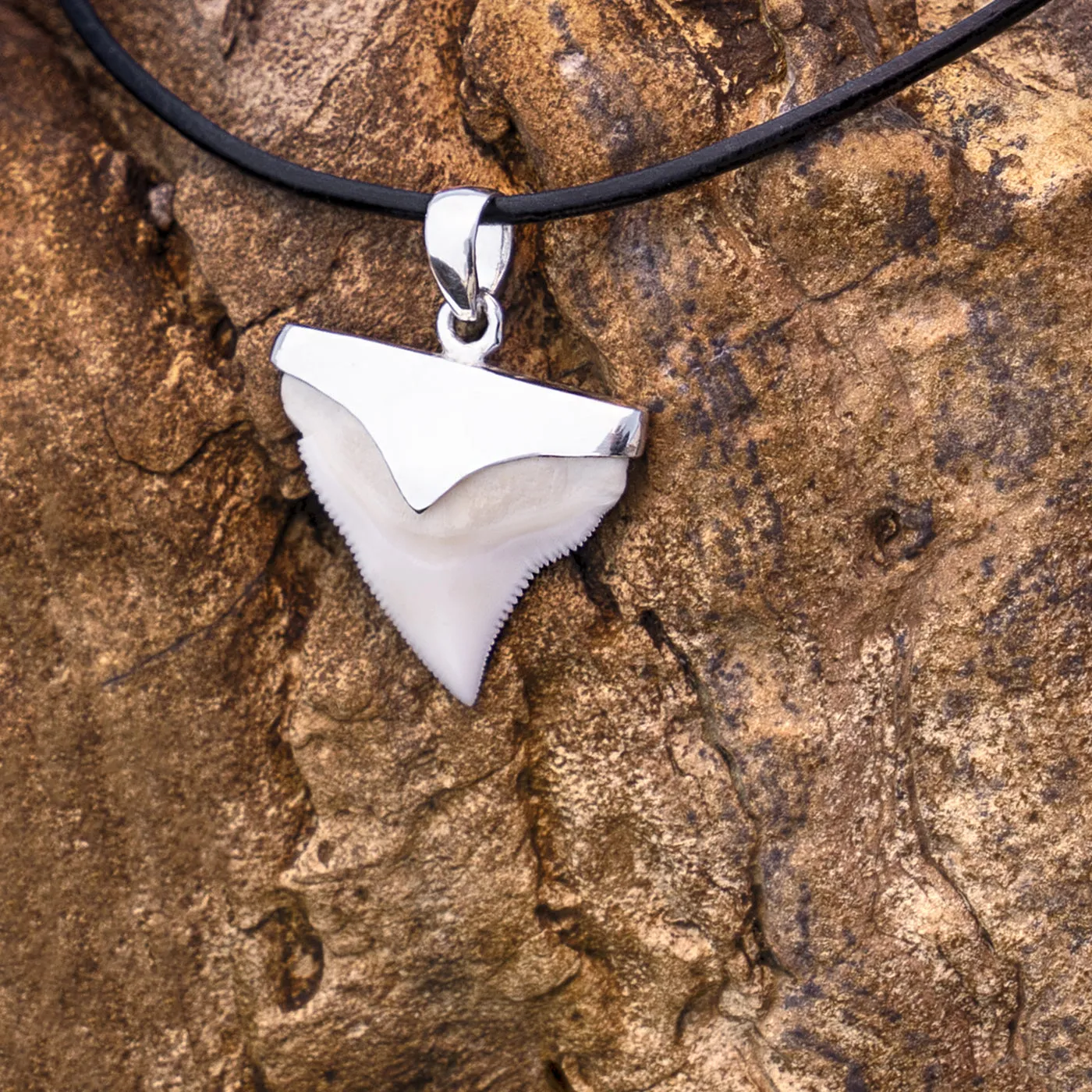 Bull Shark Tooth Necklace s9