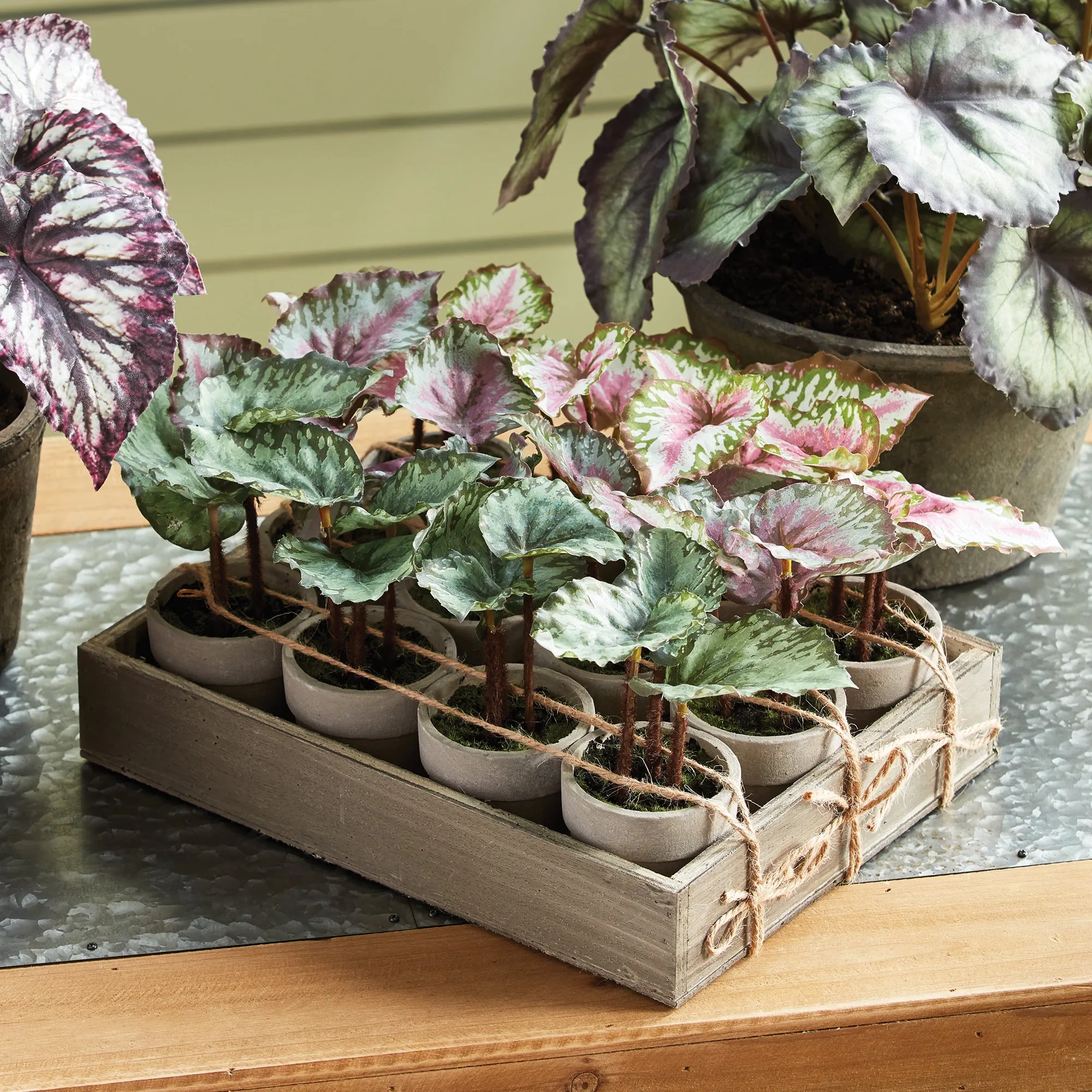 NAPA Home & Garden, MINI BEGONIAS 5.5" POTTED, Set of 12,NGP506