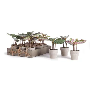 NAPA Home & Garden, MINI BEGONIAS 5.5" POTTED, Set of 12,NGP506